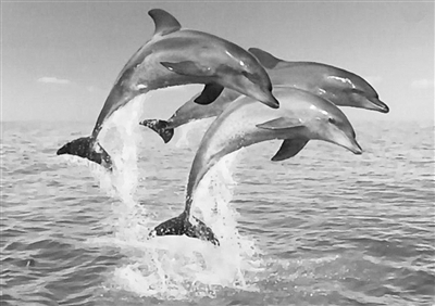 卡德龙海豚的悲剧，给力传下去吧 卡德龙海豚