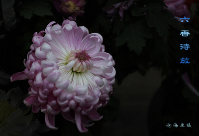 不是花中偏爱菊，此花开尽更无花 曾经沧海难为水