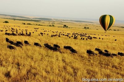 肯尼亚2014年动物大迁徙观赏 肯尼亚动物大迁徙时间