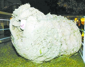 新西兰“躲羊羊”隐居七年一躲成名（非一般的羊） 男子带妻女隐居