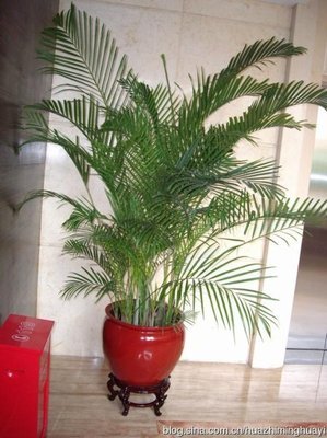 室内净化空气的最佳植物 十八种最适宜室内盆景