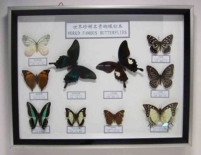 蝴蝶标本的制作 怎样制作蝴蝶标本