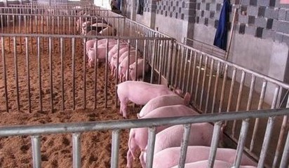 不同类型的猪的猪饲料配方详解 百日出栏猪饲料配方