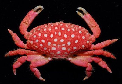 外形酷似草莓的螃蟹你见过吗？ 草莓的外形