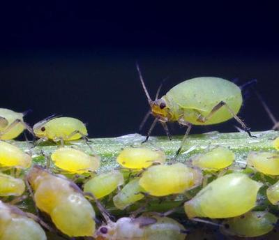 蚜虫防治 蚜虫物理防治