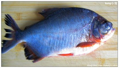 煎鱼不粘锅的秘诀----红烧鳊鱼 如何煎鱼不粘锅