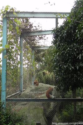 福州动物园赤猴金丝猴松鼠猴 福州动物园好玩吗