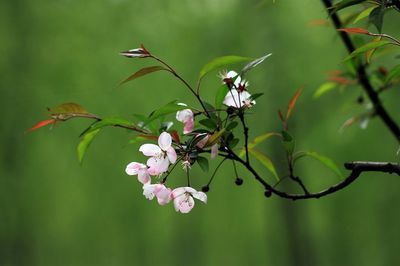 一恨海棠无香，二恨鲥鱼多刺，三恨红楼梦未完 三恨红楼梦未完