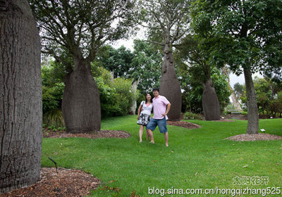 悉尼夏天的故事（十七）——奇怪的瓶子树 奇怪君小兔瓶子生存