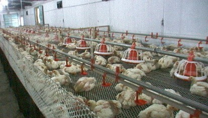肉鸡养殖技术 肉鸡养殖加盟