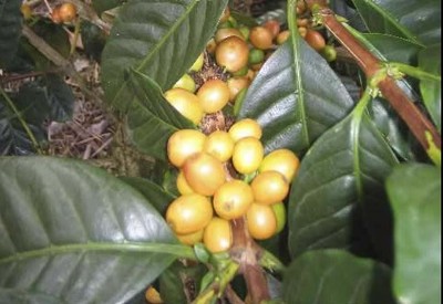 咖啡品种：帕卡马拉Pacamara
