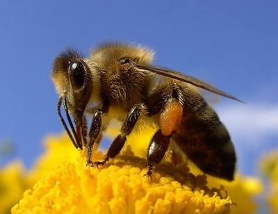 各种蜂花粉的功效 京东蜂花粉