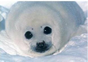 请救救竖琴海豹及其宝宝，大家多关注转载！！！ 英格兰竖琴海豹