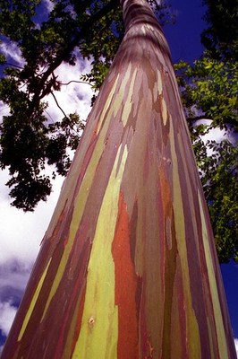 澳洲杏仁桉 世界上最高的树