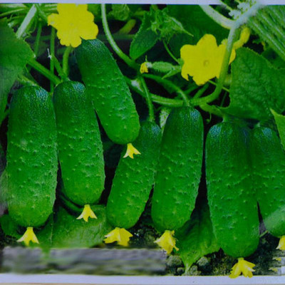 黄瓜种植方法 | 黄瓜种植技术 盆栽黄瓜的种植方法