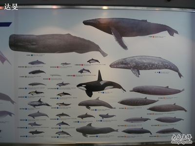 鲸鱼种类 鲸鱼有多少种类