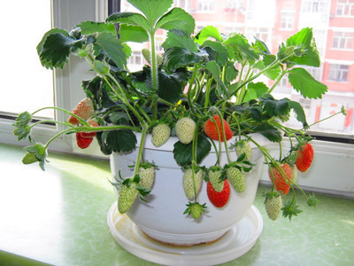 阳台盆栽草莓的种植方法 家庭如何种植草莓