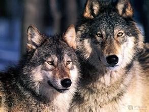 狼的精神品质 狼一生只有一个伴侣