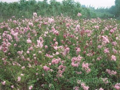 丁香花图片和介绍 丁香和四季丁香的区别