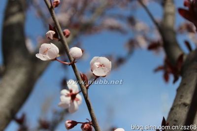 娇艳欲滴的紫叶李、紫叶矮樱 紫叶矮樱和紫叶李