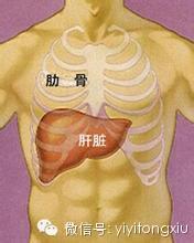 医家秘传——保护肝胆的妙法 保护肝胆的食物