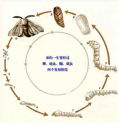 蚕的生长过程 蚕的生长过程简述