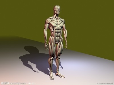 人体肌肉的种类及作用 肌肉的种类