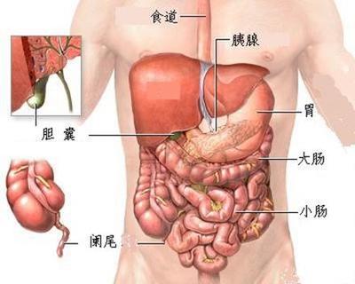 图文：人体内脏器官分布图大全（转）