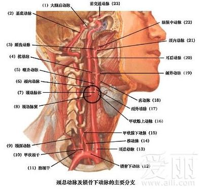 颈动脉窦和颈动脉小球 颈动脉窦和主动脉弓