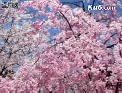 海子 《面朝大海春暖花开》 面朝大海春暖花开教案