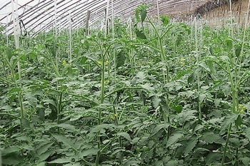视频:番茄种植技术