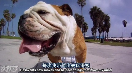 【BBC纪录片】小动物大智慧 小动物纪录片
