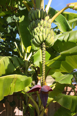 【练习园地】菠萝、香蕉长在哪儿？