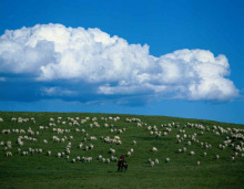 我的家乡内蒙古呼和浩特 草原的冬天作文