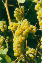 酿造葡萄酒的葡萄品种 哪种葡萄酿造葡萄酒