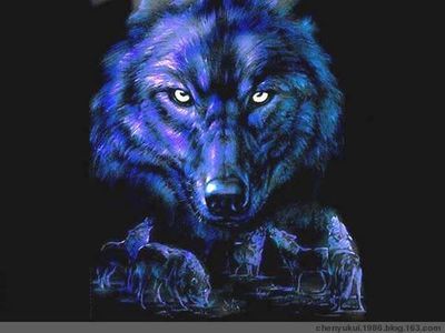 关于狼的传说 狼为什么怕狗