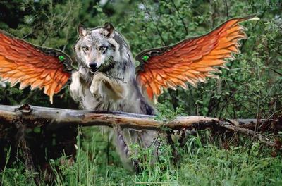 长着翅膀的大灰狼 长翅膀的大灰狼作品