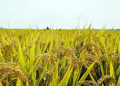 为了大地的丰收 万亩水稻大种植
