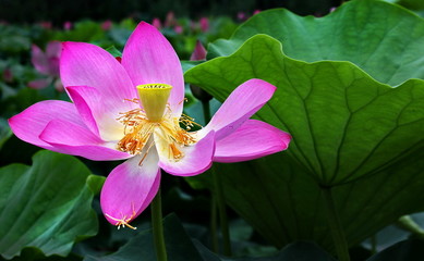 雨后荷花承恩露，满城春色映朝阳。大明湖上风光好，泰岳峰高圣泽 邹承恩