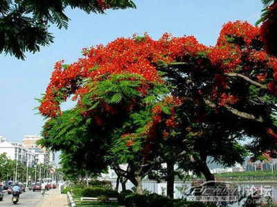 各地市花、市树、市鸟 鸟是树的花朵