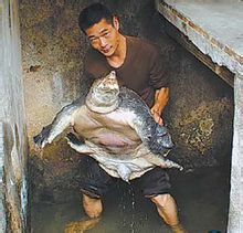 山瑞鳖（俗名山瑞分布于中国西南诸省体型大于平时说的甲鱼即中华 美国山瑞鳖