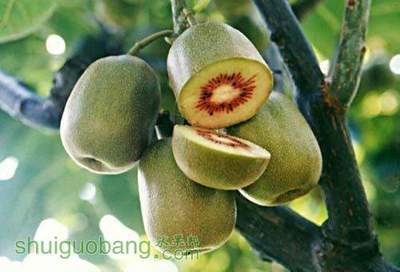 红阳猕猴桃发展价值及栽培技术要点 红阳猕猴桃