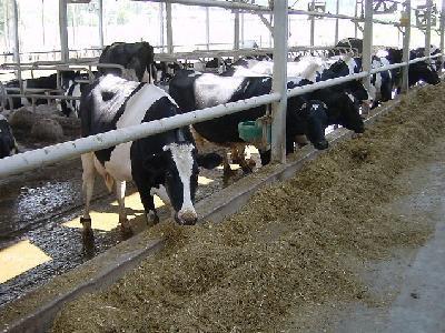 奶牛品种介绍 奶牛为什么一直有牛奶