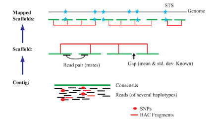 高通量测序基因组拼接技术指标中的ContigN50和ScaffoldN50是什么 contig
