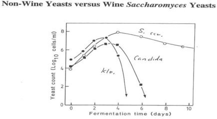 一个曾被忽略的大族群-葡萄酒中的非酿酒酵母（non-Saccharomyces 酿酒酵母菌