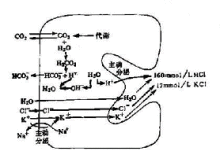 质子泵 质子泵的作用