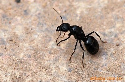 大黑蚂蚁 黑蚂蚁购买