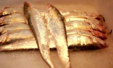 长江刀鱼图片与营养价格 长江刀鱼价格疯涨