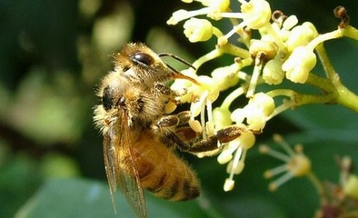 《莫学蜘蛛各结网，要学蜜蜂共酿蜜》已发《求知报》 蜜蜂为什么要酿蜜