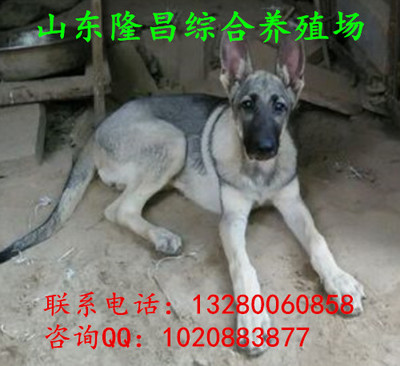 中国昆仑山脉犬的饲养，训练，生育，疾病，养殖，价格和生活习性